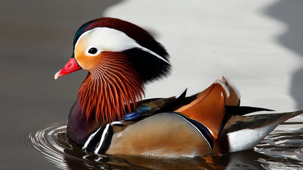 Axolote: O Anfíbio Sorridente e Suas Curiosidades no Aquário