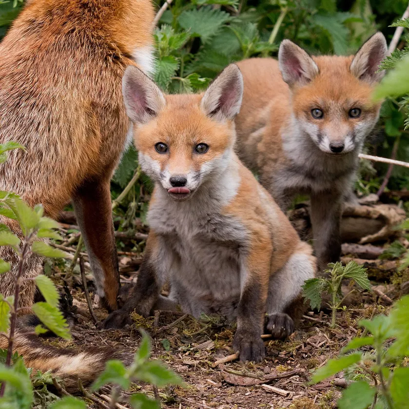 Legalização de Pets Exóticos no Brasil: O Que Você Precisa Saber