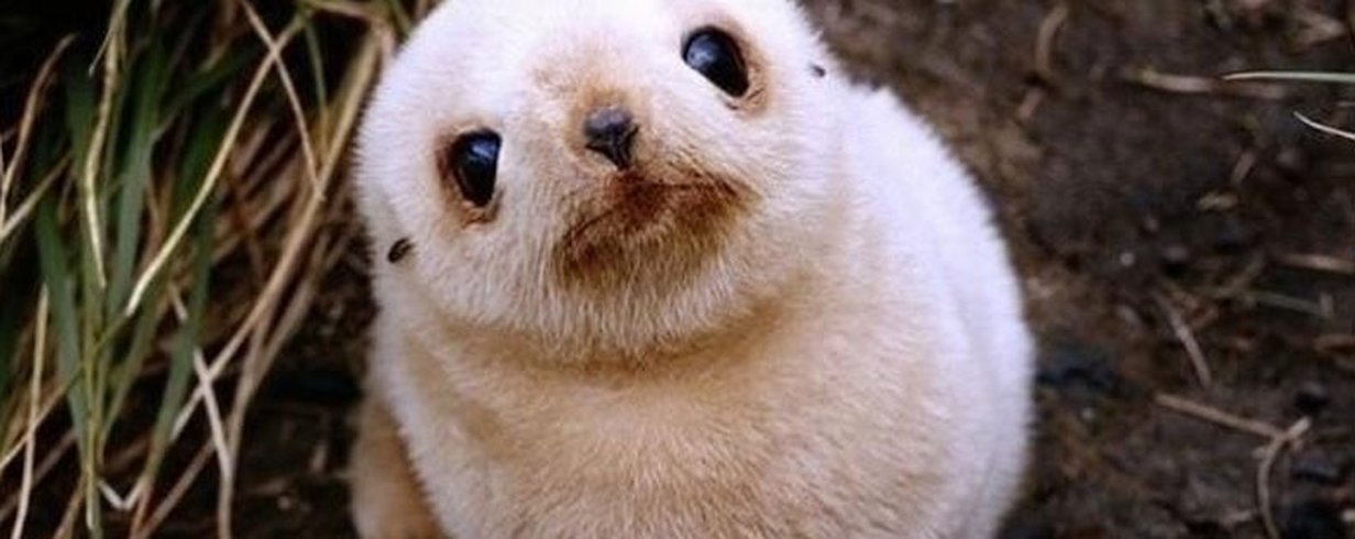 Quokka: O Animal Mais Feliz do Mundo e Onde Encontrá-lo na Austrália