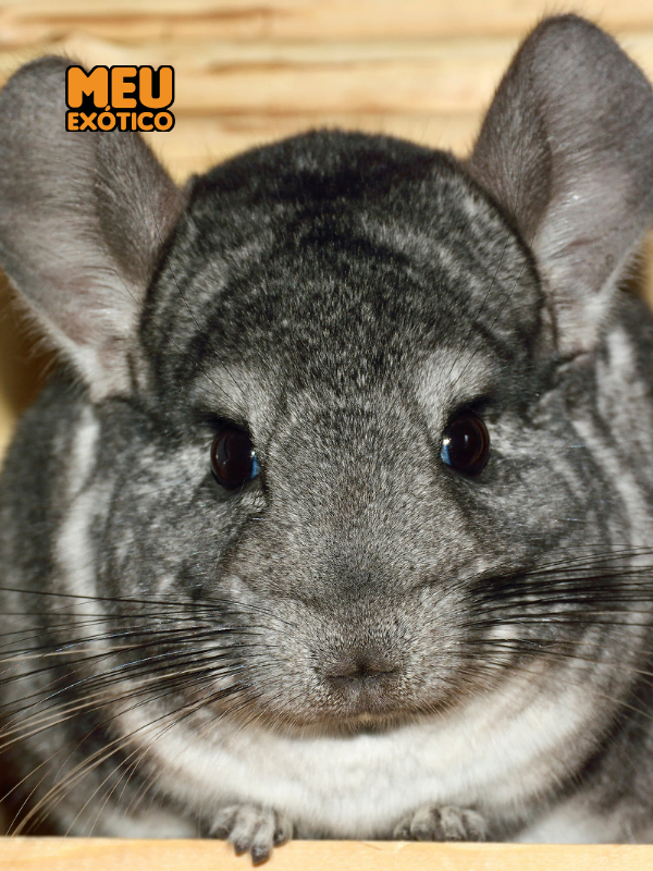 animais exoticos fofos