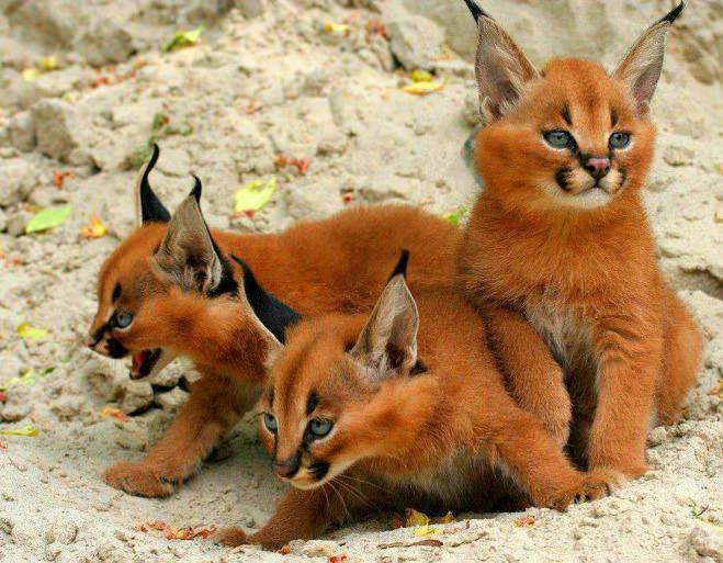 Guia Completo: Como Cuidar de um Ouriço-Pigmeu-Africano em Casa