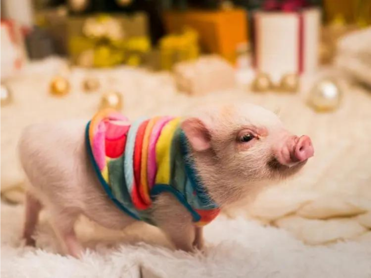 Legalização de Pets Exóticos no Brasil: O Que Você Precisa Saber