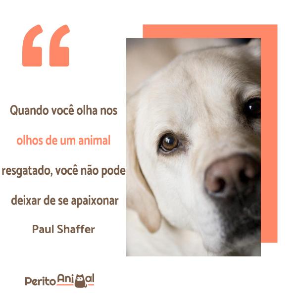 mensagens para animais de estimação