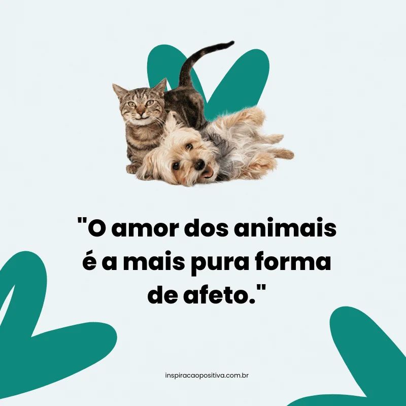 reflexões sobre animais