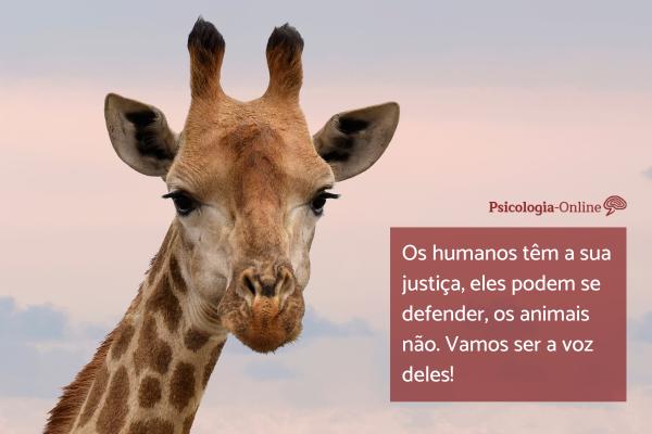frases inspiradoras sobre pets