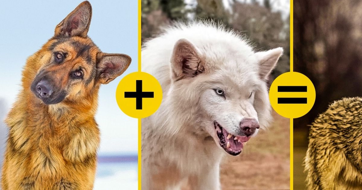 animais hibridos que existem