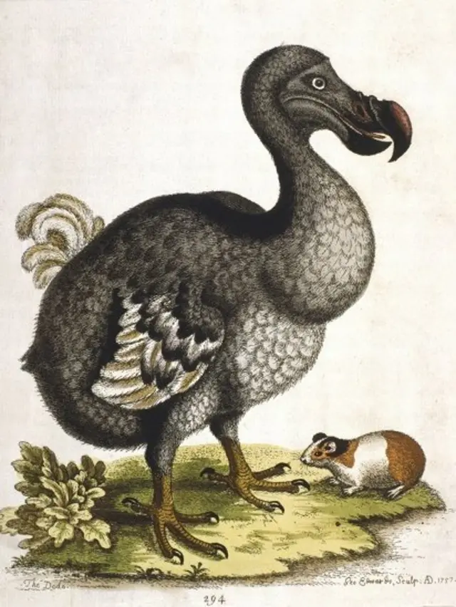 animais extintos pela ação humana