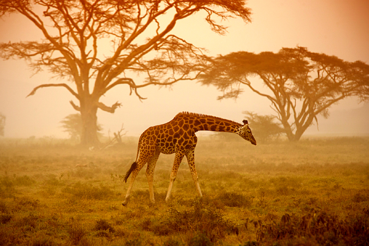 animais selvagens da áfrica