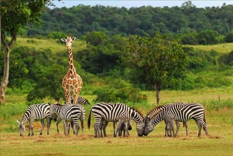 os cinco grandes da savana