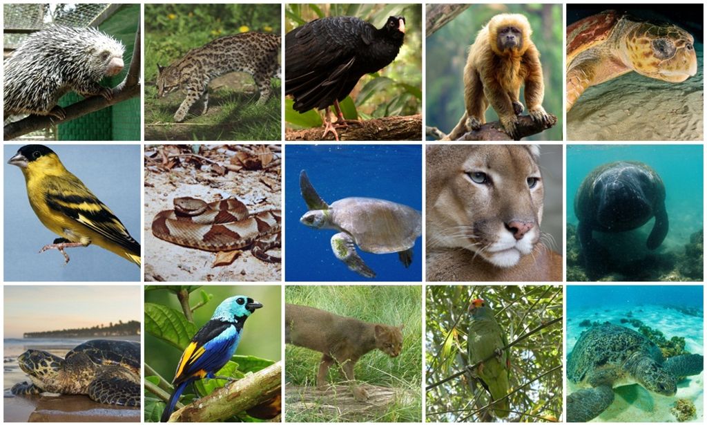 fauna nativa