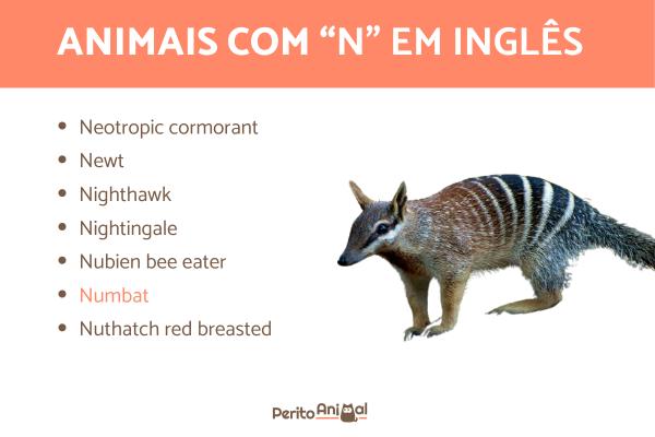 custo para manter um nandu em cativeiro