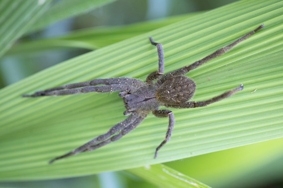 Guia Completo: Como Identificar e Lidar com as Aranhas do Mato Mais Comuns; Aranha Armadeira vs. Aranha-Lobo: Diferenças Cruciais e Nível de Perigo; Picada de Aranha do Mato: O Que Fazer Imediatamente e Quando Procurar Ajuda Médica; Desvendando a Aranha-Caranguejeira: Mitos e Verdades sobre seu Perigo; Prevenção e Identificação: Mantenha sua Casa Segura das Aranhas do Mato