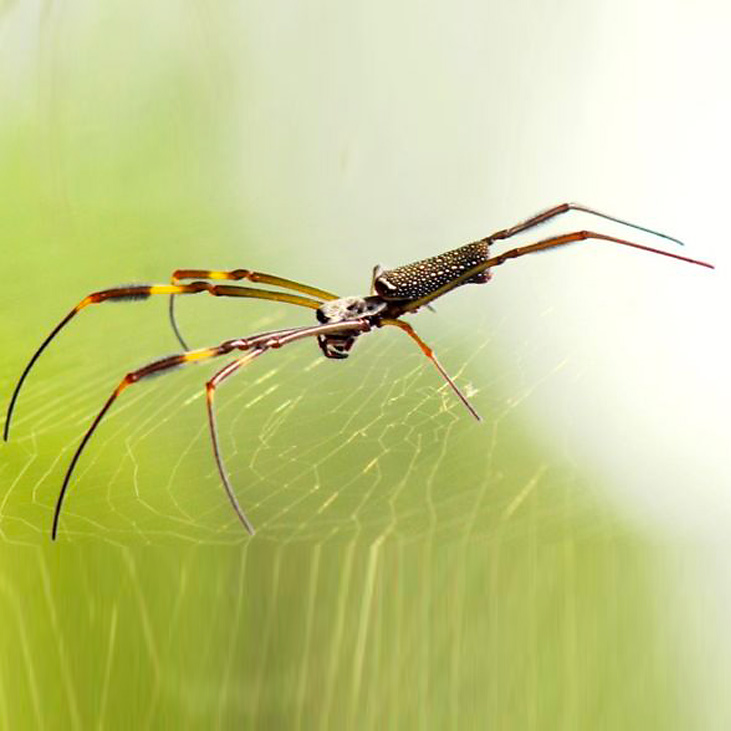 Guia Completo: Como Identificar e Lidar com as Aranhas do Mato Mais Comuns; Aranha Armadeira vs. Aranha-Lobo: Diferenças Cruciais e Nível de Perigo; Picada de Aranha do Mato: O Que Fazer Imediatamente e Quando Procurar Ajuda Médica; Desvendando a Aranha-Caranguejeira: Mitos e Verdades sobre seu Perigo; Prevenção e Identificação: Mantenha sua Casa Segura das Aranhas do Mato