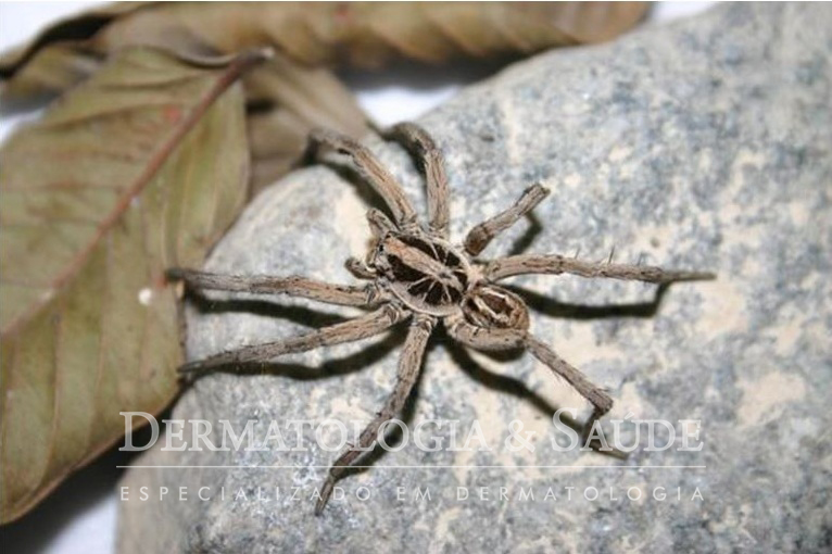 Guia Completo: Como Identificar e Lidar com as Aranhas do Mato Mais Comuns; Aranha Armadeira vs. Aranha-Lobo: Diferenças Cruciais e Nível de Perigo; Picada de Aranha do Mato: O Que Fazer Imediatamente e Quando Procurar Ajuda Médica; Desvendando a Aranha-Caranguejeira: Mitos e Verdades sobre seu Perigo; Prevenção e Identificação: Mantenha sua Casa Segura das Aranhas do Mato