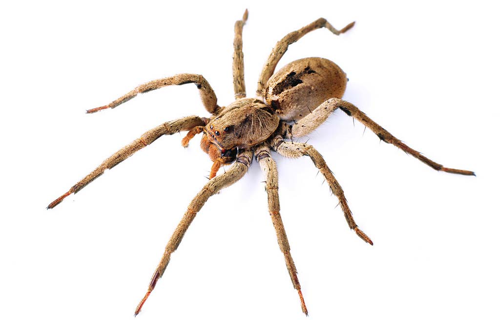 Guia Completo: Como Identificar e Lidar com as Aranhas do Mato Mais Comuns; Aranha Armadeira vs. Aranha-Lobo: Diferenças Cruciais e Nível de Perigo; Picada de Aranha do Mato: O Que Fazer Imediatamente e Quando Procurar Ajuda Médica; Desvendando a Aranha-Caranguejeira: Mitos e Verdades sobre seu Perigo; Prevenção e Identificação: Mantenha sua Casa Segura das Aranhas do Mato