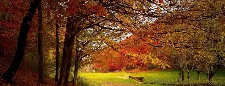 Árvore do Conhecimento: Mitos e Verdades sobre a Busca pela Sabedoria