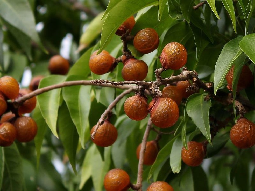 5 ideias de títulos:
1.  Árvore do Sabão: Usos e Benefícios da Sapindus Saponaria
2.  Como Fazer Sabão Natural com Frutos da Saboneteira
3.  Sapindus Saponaria vs. Quillaja Brasiliensis: Qual a Diferença?
4.  O Poder da Saponina: Usos Inseticidas e de Limpeza da Árvore do Sabão
5.  Guia Completo: Do Cultivo ao Uso da Árvore de Sabão