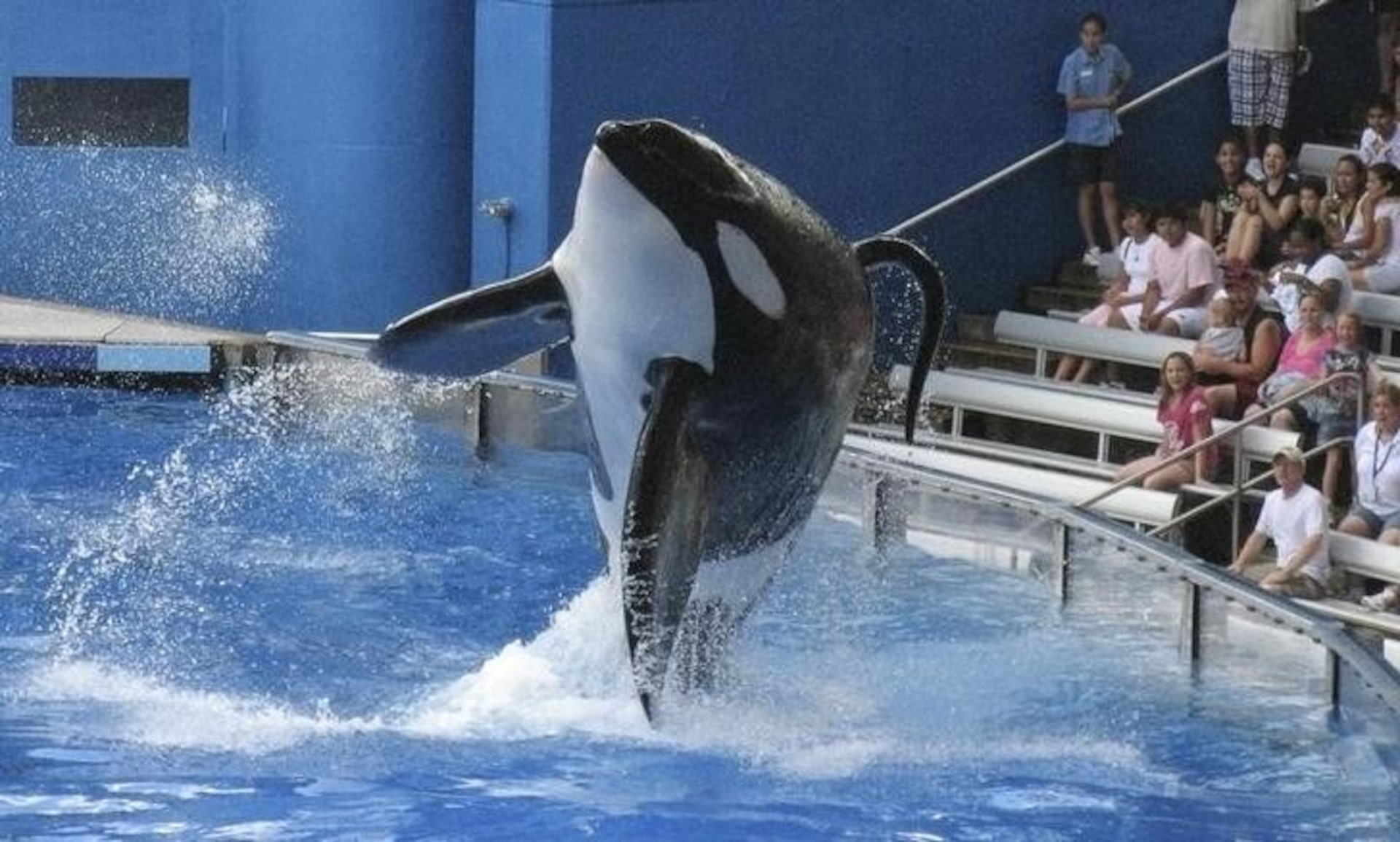 5 ideias de títulos:
1. O Legado de Tilikum: Como uma Orca Mudou a Indústria do Entretenimento Marinho.
2. Blackfish: O Documentário Que Expôs a Verdade Por Trás do SeaWorld.
3. A Trágica História de Tilikum e o Debate Sobre Orcas em Cativeiro.
4. Mudanças no SeaWorld: O Impacto de Tilikum e a Nova Era Para as Orcas.
5. Além do Show: As Consequências dos Incidentes Fatais Envolvendo Tilikum.
