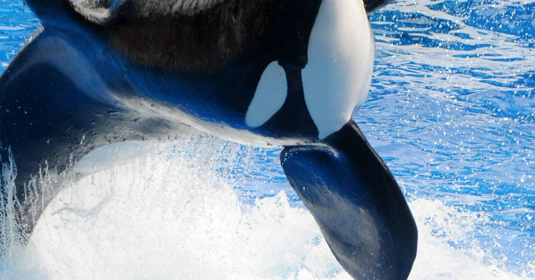 5 ideias de títulos:
1. O Legado de Tilikum: Como uma Orca Mudou a Indústria do Entretenimento Marinho.
2. Blackfish: O Documentário Que Expôs a Verdade Por Trás do SeaWorld.
3. A Trágica História de Tilikum e o Debate Sobre Orcas em Cativeiro.
4. Mudanças no SeaWorld: O Impacto de Tilikum e a Nova Era Para as Orcas.
5. Além do Show: As Consequências dos Incidentes Fatais Envolvendo Tilikum.