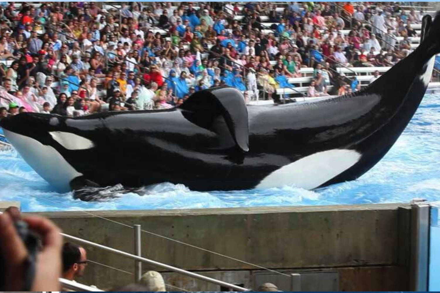 5 ideias de títulos:
1. O Legado de Tilikum: Como uma Orca Mudou a Indústria do Entretenimento Marinho.
2. Blackfish: O Documentário Que Expôs a Verdade Por Trás do SeaWorld.
3. A Trágica História de Tilikum e o Debate Sobre Orcas em Cativeiro.
4. Mudanças no SeaWorld: O Impacto de Tilikum e a Nova Era Para as Orcas.
5. Além do Show: As Consequências dos Incidentes Fatais Envolvendo Tilikum.