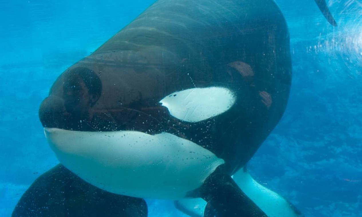 5 ideias de títulos:
1. O Legado de Tilikum: Como uma Orca Mudou a Indústria do Entretenimento Marinho.
2. Blackfish: O Documentário Que Expôs a Verdade Por Trás do SeaWorld.
3. A Trágica História de Tilikum e o Debate Sobre Orcas em Cativeiro.
4. Mudanças no SeaWorld: O Impacto de Tilikum e a Nova Era Para as Orcas.
5. Além do Show: As Consequências dos Incidentes Fatais Envolvendo Tilikum.