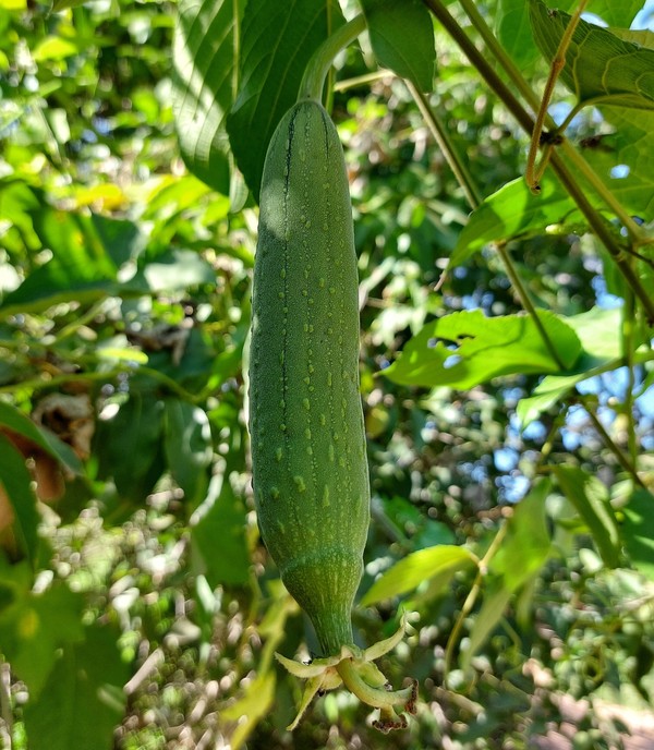 Os perigos e cuidados com o uso medicinal da bucha vegetal