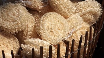 Guia completo: como plantar bucha vegetal em casa