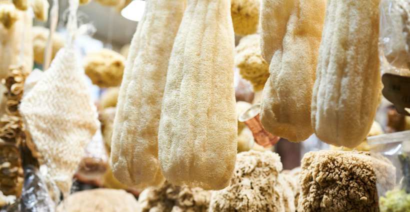 Guia completo: como plantar bucha vegetal em casa