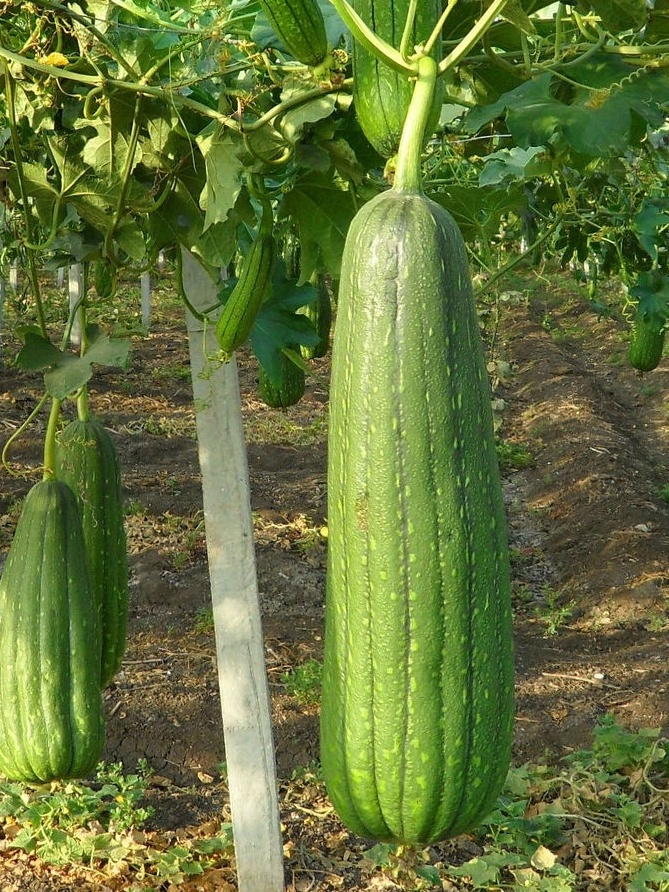 Bucha vegetal na alimentação: receitas e dicas