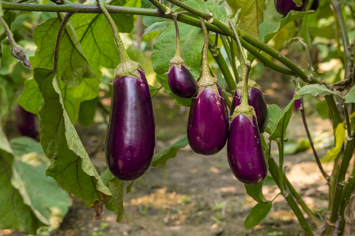 berinjela é uma fruta