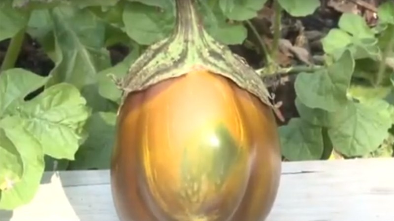 Frutas que Você Juras que São Legumes: O Caso da Berinjela e Outros