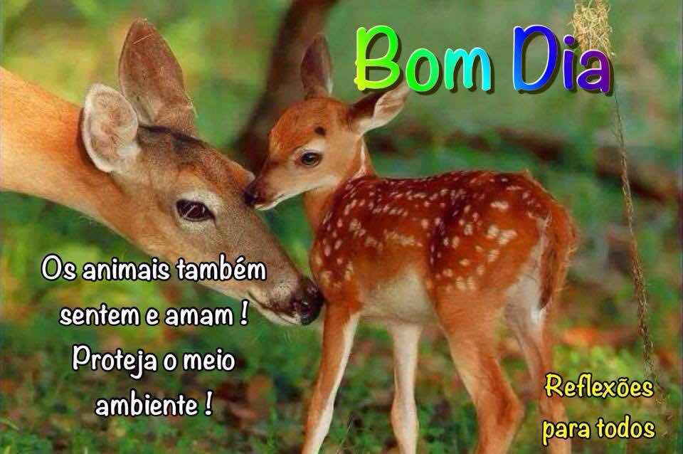 bom dia com animais fofos