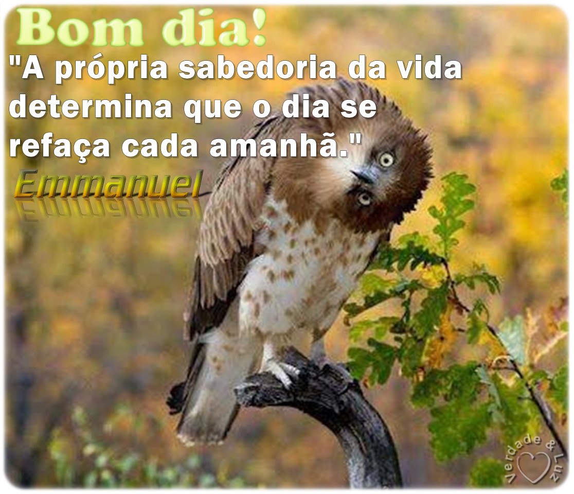 despertar com a força da vida selvagem