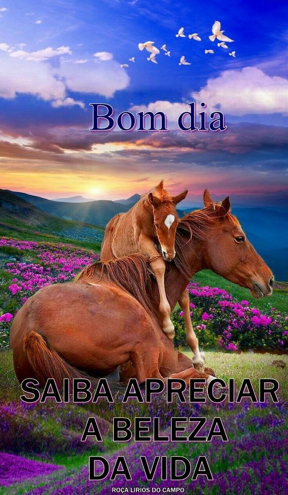 bom dia com animais exóticos