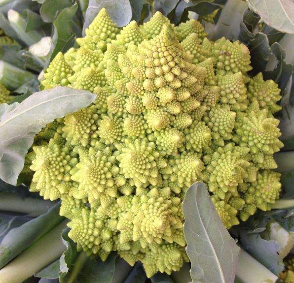 brócolis é uma flor