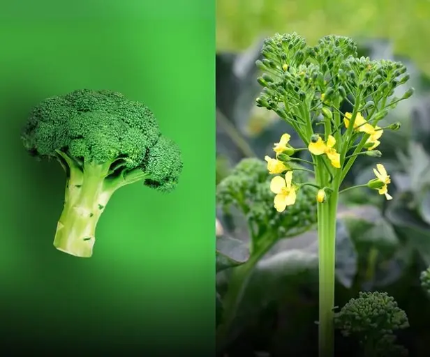 Couve-flor: Entenda por que ela também é uma flor