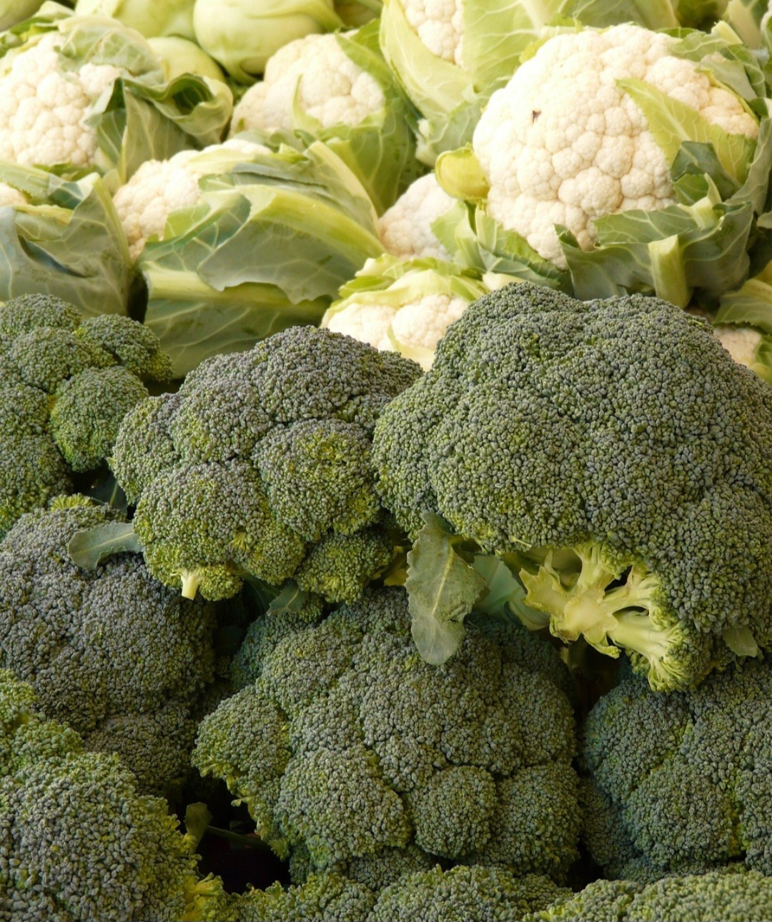A família Brassica oleracea: Conheça os vegetais irmãos do brócolis