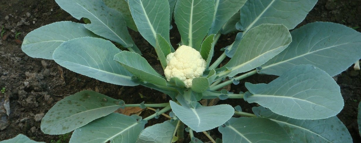 Couve-flor: Entenda por que ela também é uma flor