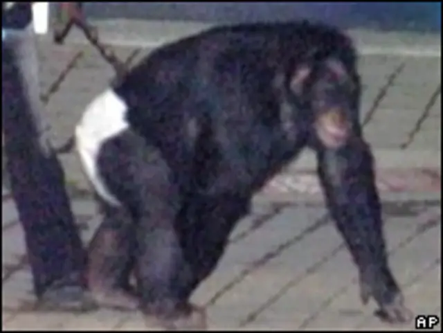 chimpanzé que atacou a amiga da dona