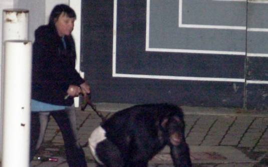 chimpanzé que atacou a amiga da dona