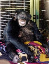 chimpanzé que atacou a amiga da dona