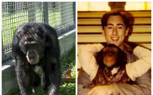 1. O Caso Travis: Uma Análise Detalhada do Ataque do Chimpanzé.
2. Charla Nash: A Jornada de Recuperação Após o Ataque.
3. Animais Exóticos em Casa: Riscos e Legislação.
4. O Papel do Xanax no Comportamento Agressivo de Primatas.
5. Lições Aprendidas com a Tragédia de Stamford.