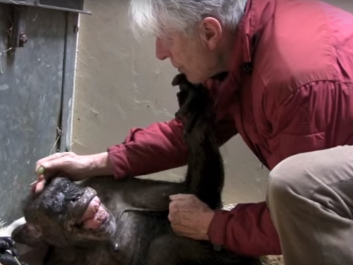 1. O Caso Travis: Uma Análise Detalhada do Ataque do Chimpanzé.
2. Charla Nash: A Jornada de Recuperação Após o Ataque.
3. Animais Exóticos em Casa: Riscos e Legislação.
4. O Papel do Xanax no Comportamento Agressivo de Primatas.
5. Lições Aprendidas com a Tragédia de Stamford.