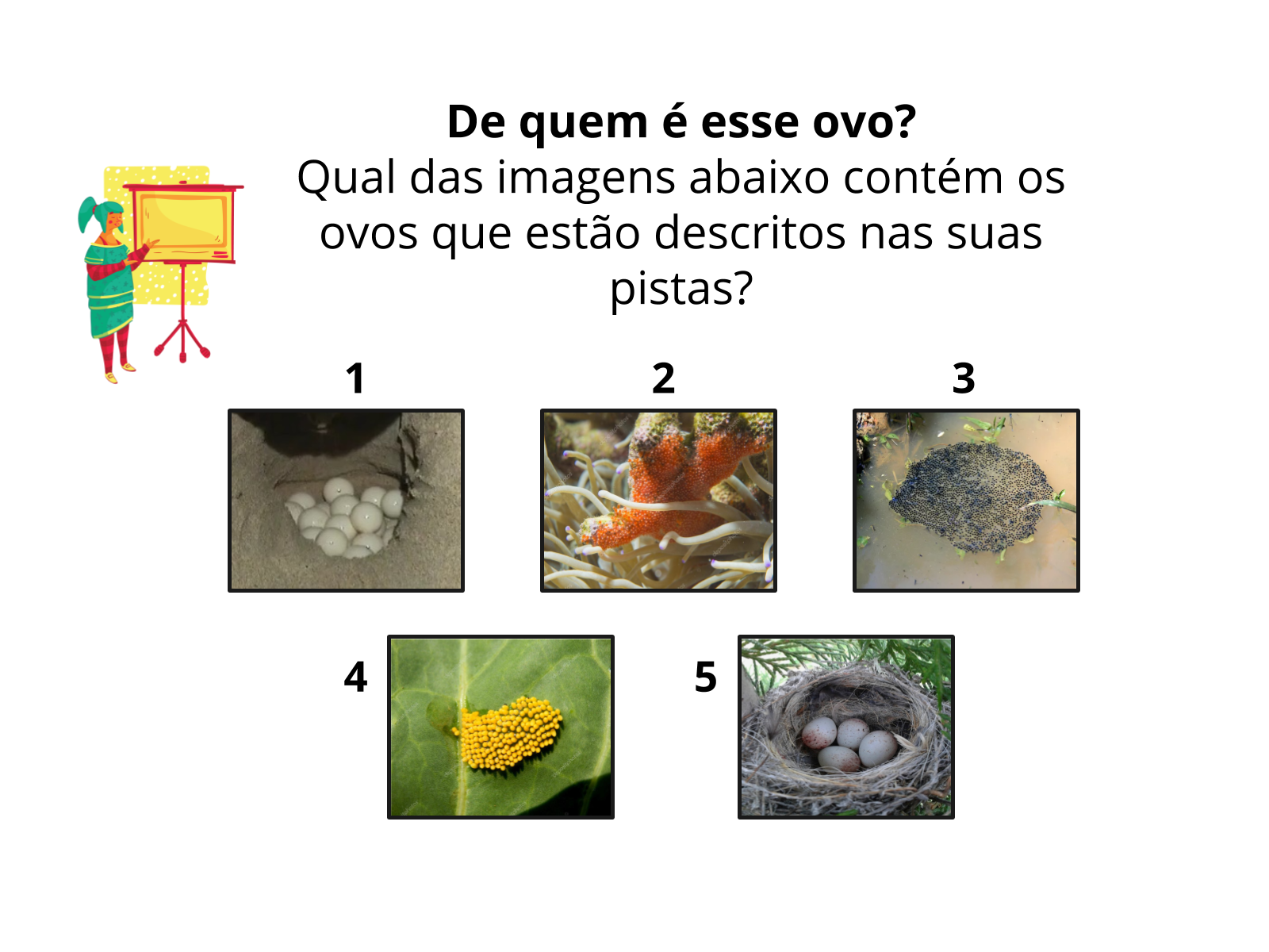 desenvolvimento direto e indireto animais 3 ano