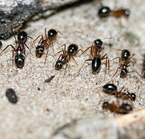 Frass de Formiga: O Guia Completo para Identificação e Controle; A Incrível Higiene das Formigas: Onde Elas Fazem Suas Necessidades?; Formigas e Pulgões: A Curiosa Relação do 'Cocô Doce'; Os Riscos Invisíveis: Como o Cocô de Formiga Afeta Sua Saúde?; Cocô de Formiga vs. Cocô de Cupim: Saiba Como Diferenciar