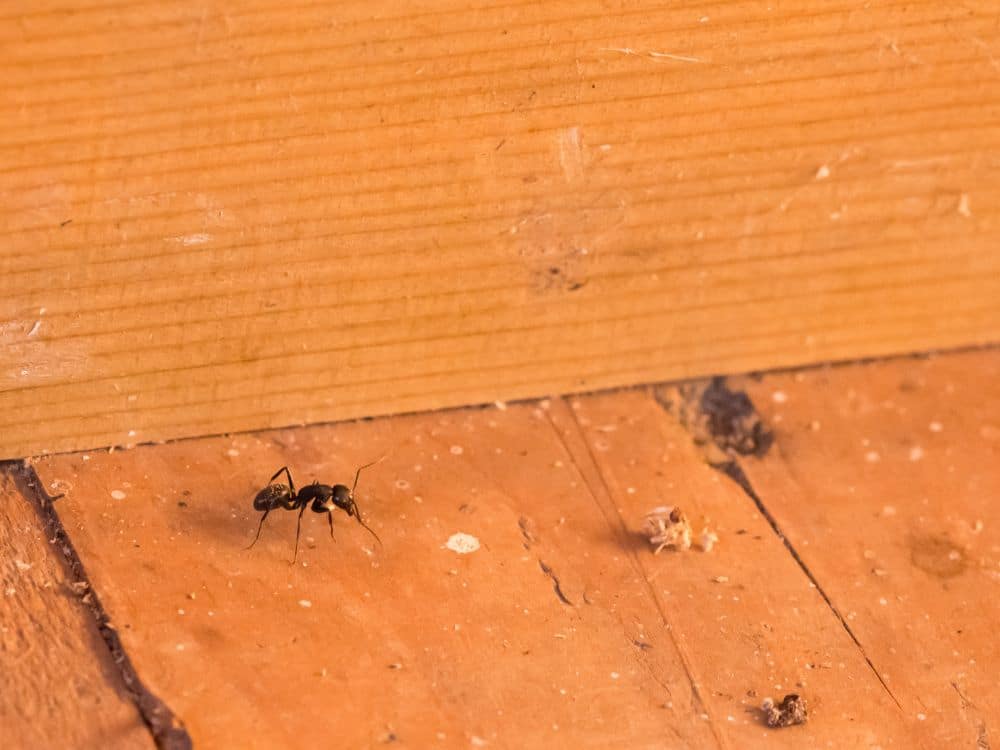 Frass de Formiga: O Guia Completo para Identificação e Controle; A Incrível Higiene das Formigas: Onde Elas Fazem Suas Necessidades?; Formigas e Pulgões: A Curiosa Relação do 'Cocô Doce'; Os Riscos Invisíveis: Como o Cocô de Formiga Afeta Sua Saúde?; Cocô de Formiga vs. Cocô de Cupim: Saiba Como Diferenciar