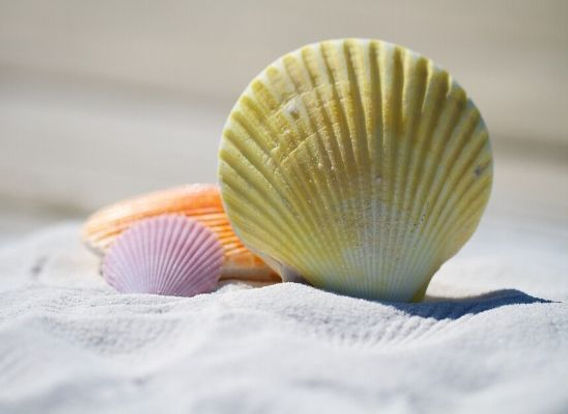 tipos de conchas marinhas para colecionadores