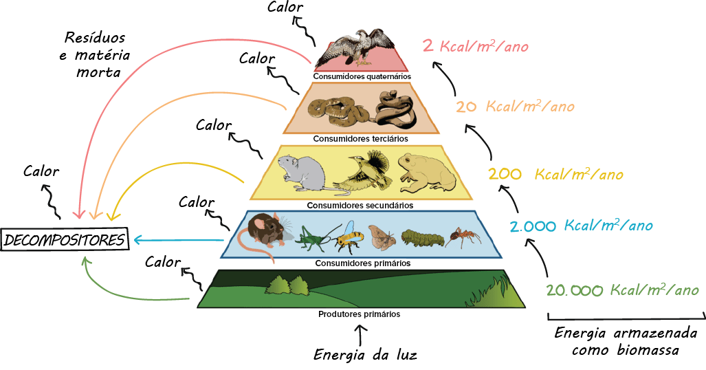 considerando as cadeias alimentares qual papel nós seres humanos ocupamos