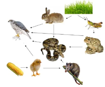 Os diferentes níveis tróficos explicados