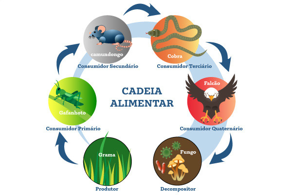 Os diferentes níveis tróficos explicados